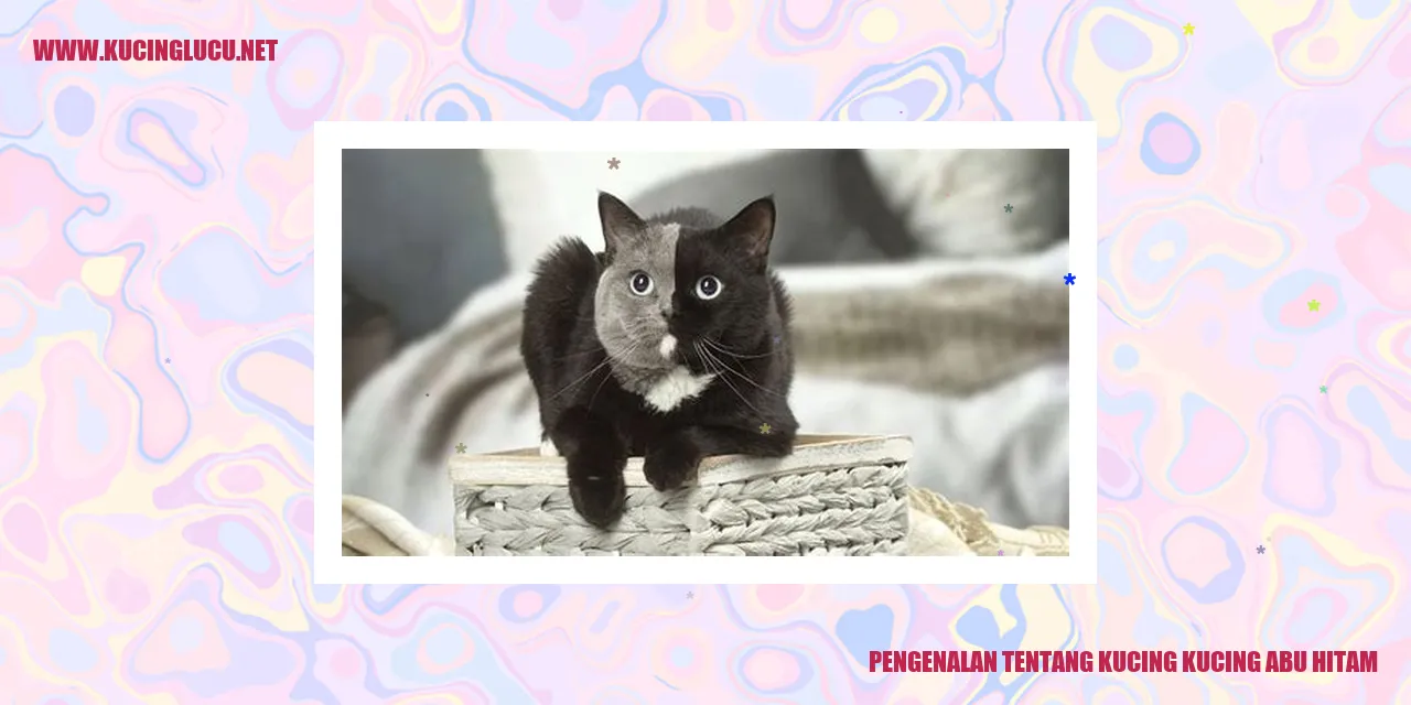 Gambar Kucing Abu Hitam