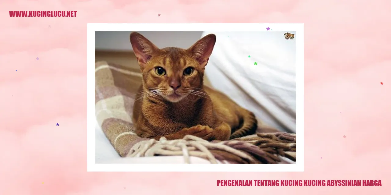 Kucing Abyssinian