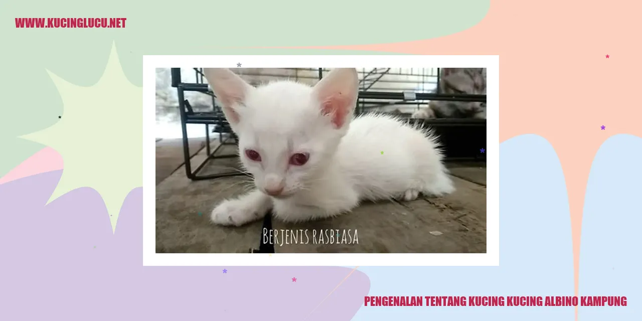 Gambar Kucing Albino Kampung