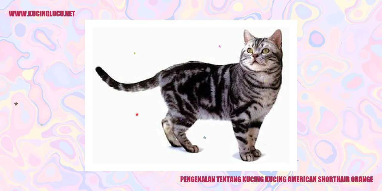 Kucing American Shorthair Orange