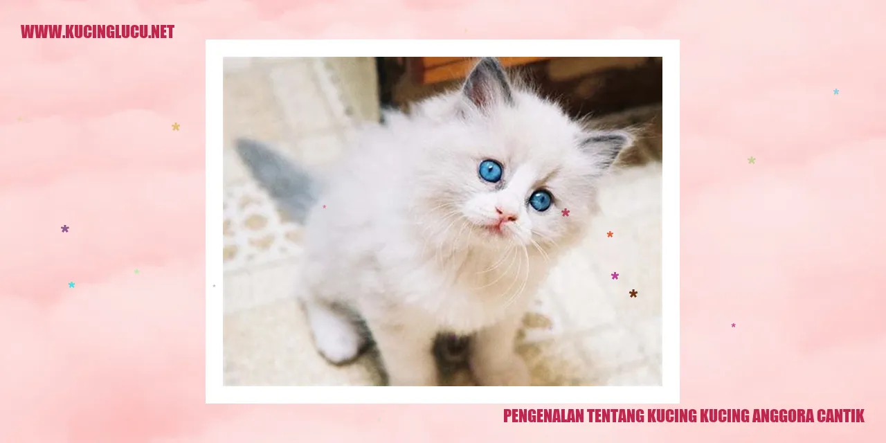 Kucing Anggora Cantik