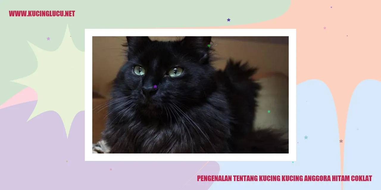 Kucing Anggora Hitam Coklat