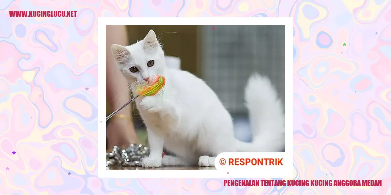 Kucing Anggora Medan