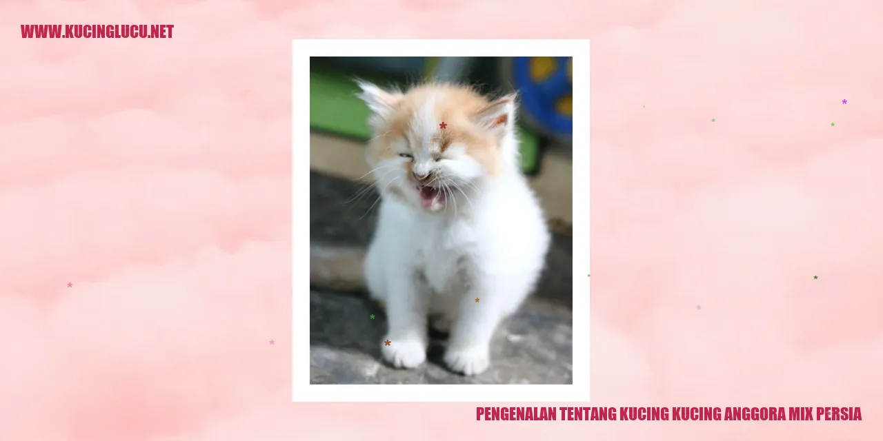 Kucing Anggora Mix Persia