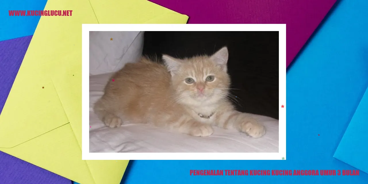 Kucing Anggora