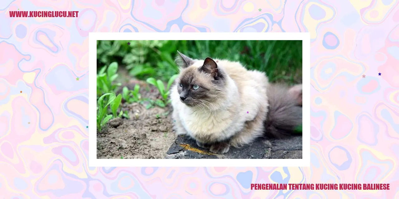 Gambar Kucing Balinese
