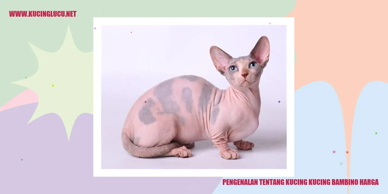Gambar kucing bambino