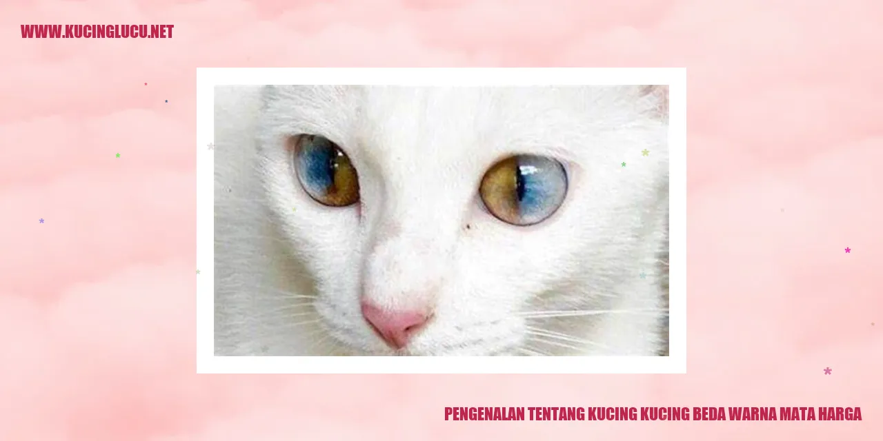 Gambar kucing dengan warna mata yang berbeda