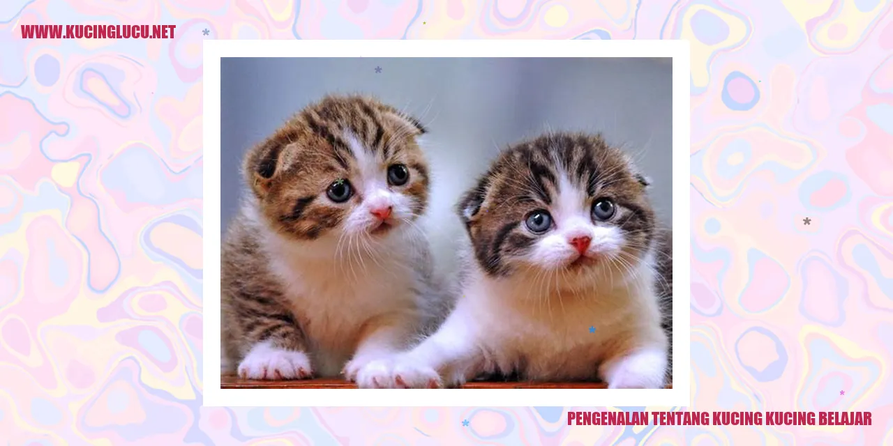 Kucing Belajar