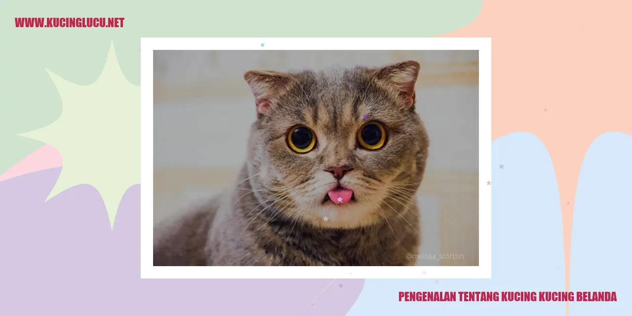 Kucing Kucing Belanda