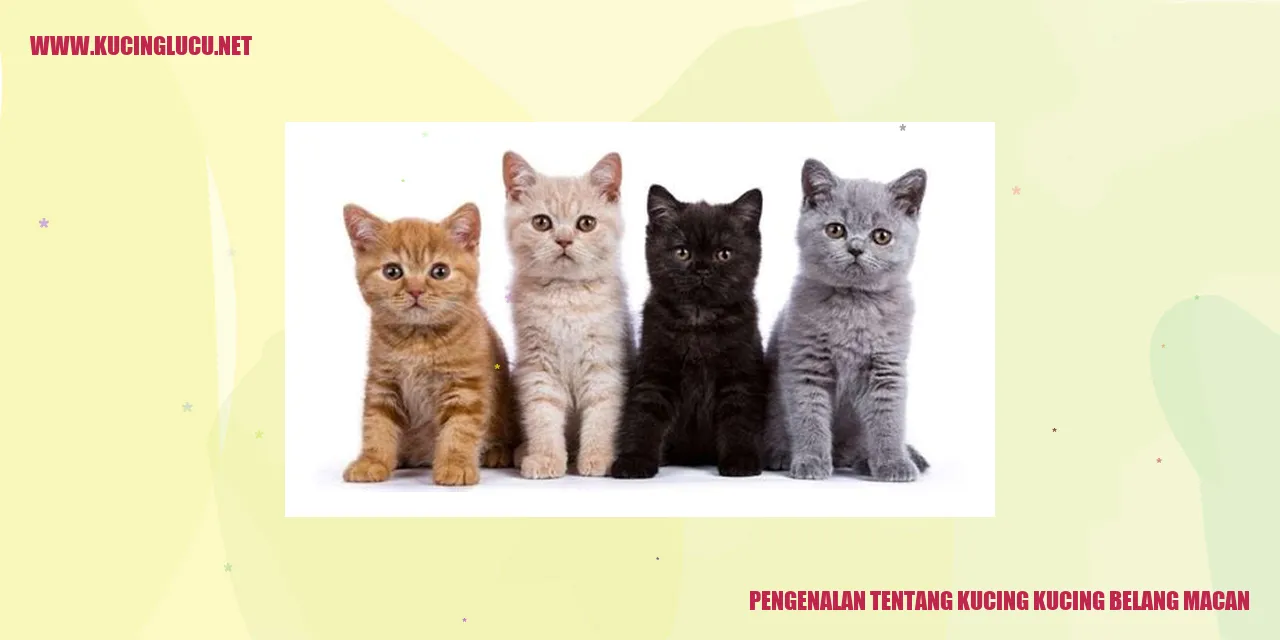 Kucing Belang Macan