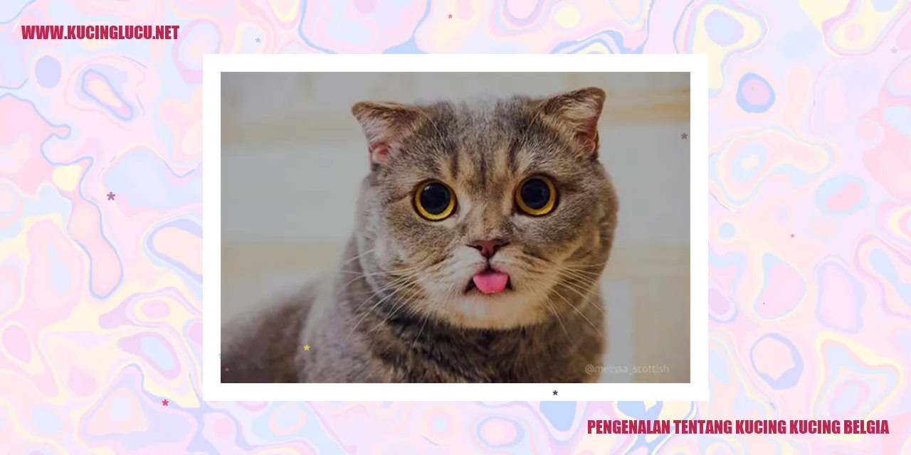 Kucing Belgia