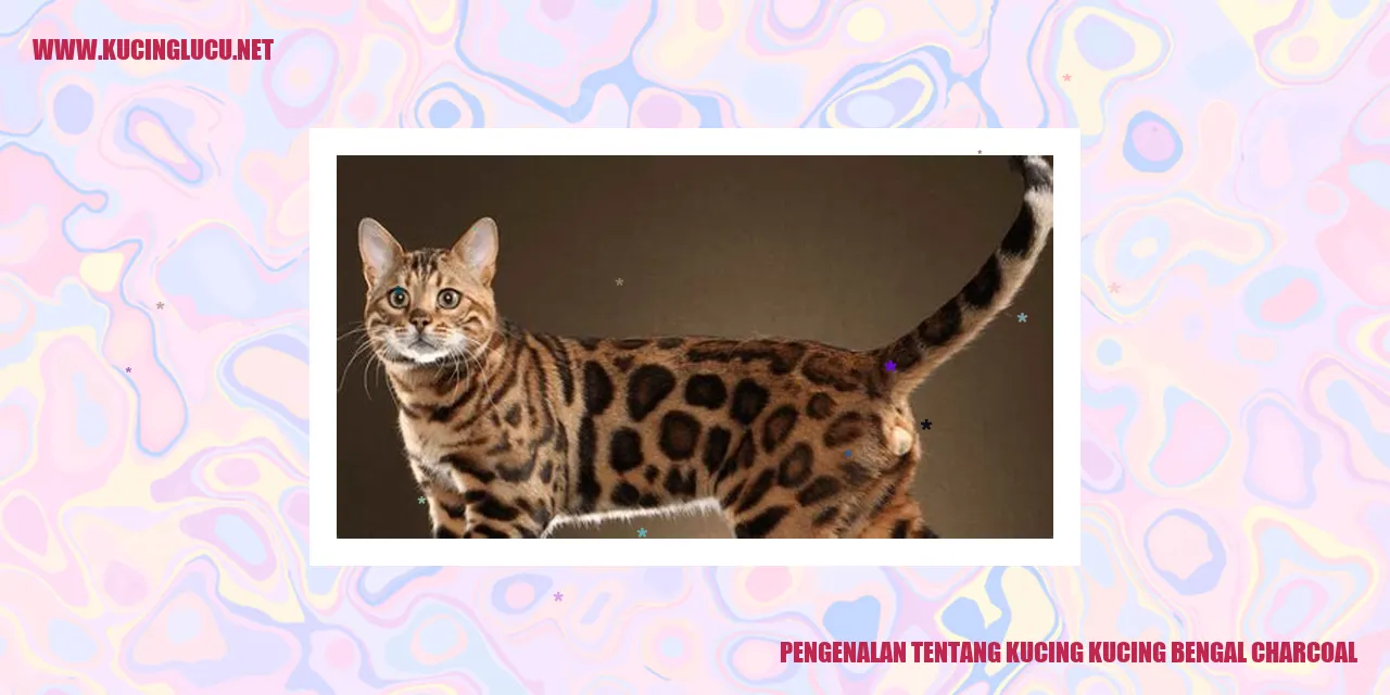 Kucing Bengal Charcoal