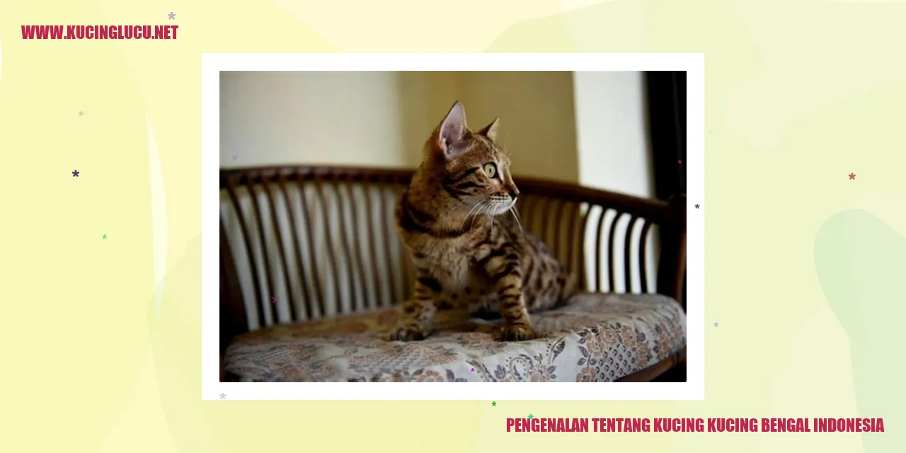 Kucing Bengal Indonesia