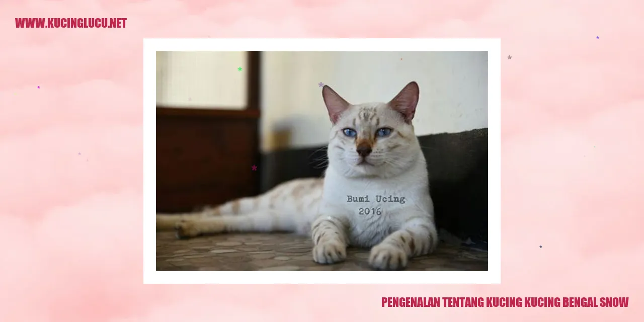Kucing bengal snow