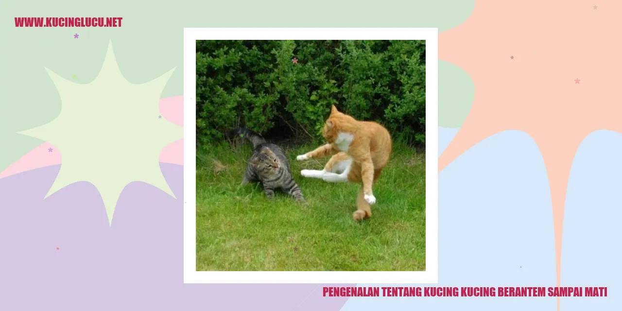 Kucing berkelahi