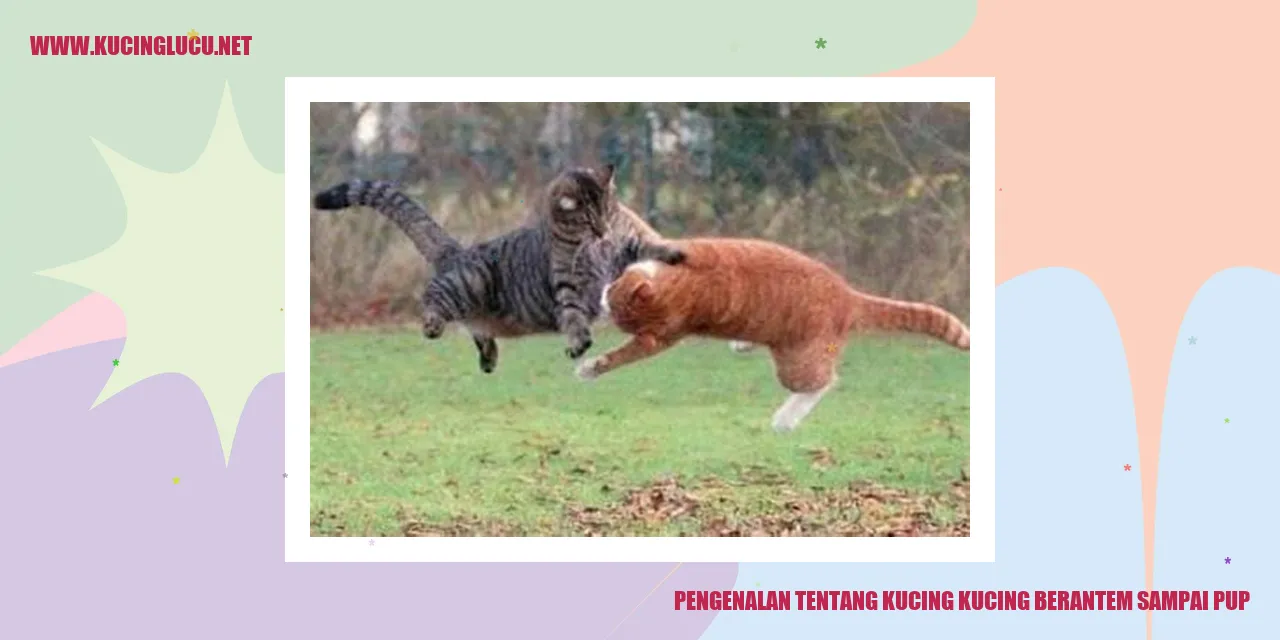 Ilustrasi pertarungan kucing