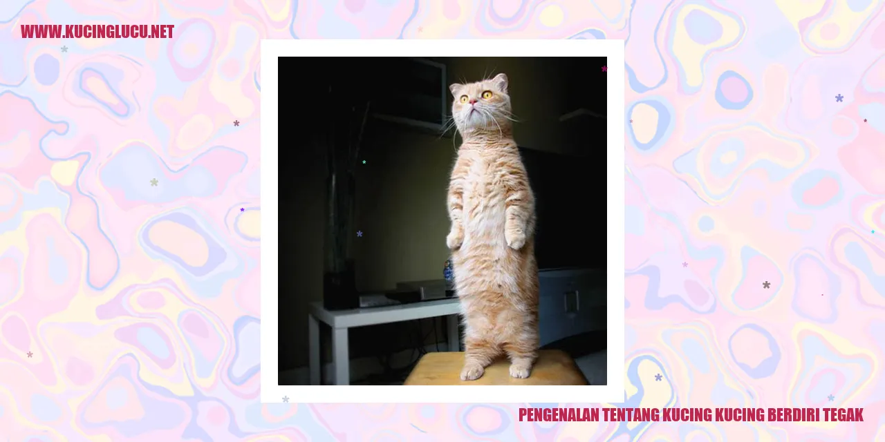 Kucing berdiri tegak