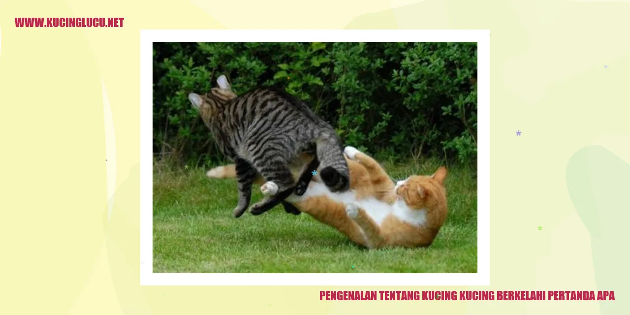Ilustrasi Kucing Bertengkar