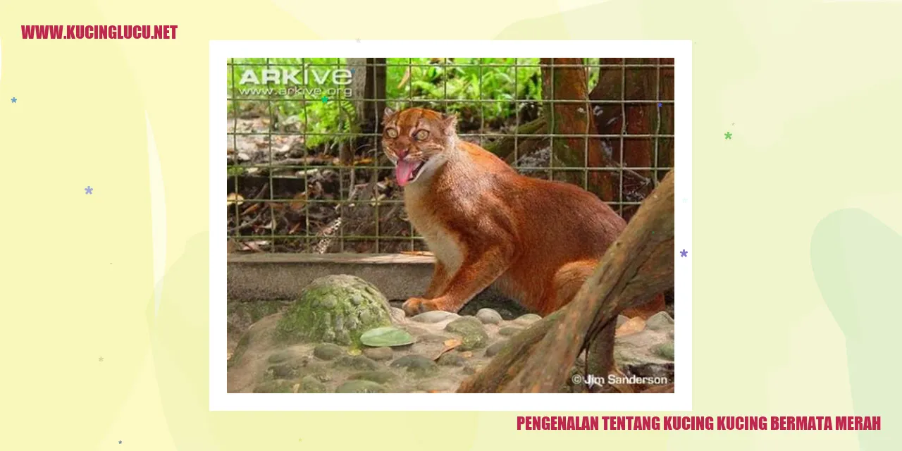 Kucing Bermata Merah yang Menakjubkan