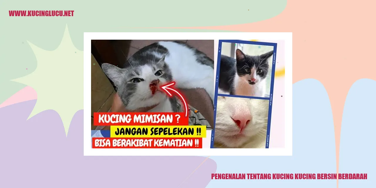gambar kucing mengalami bersin berdarah