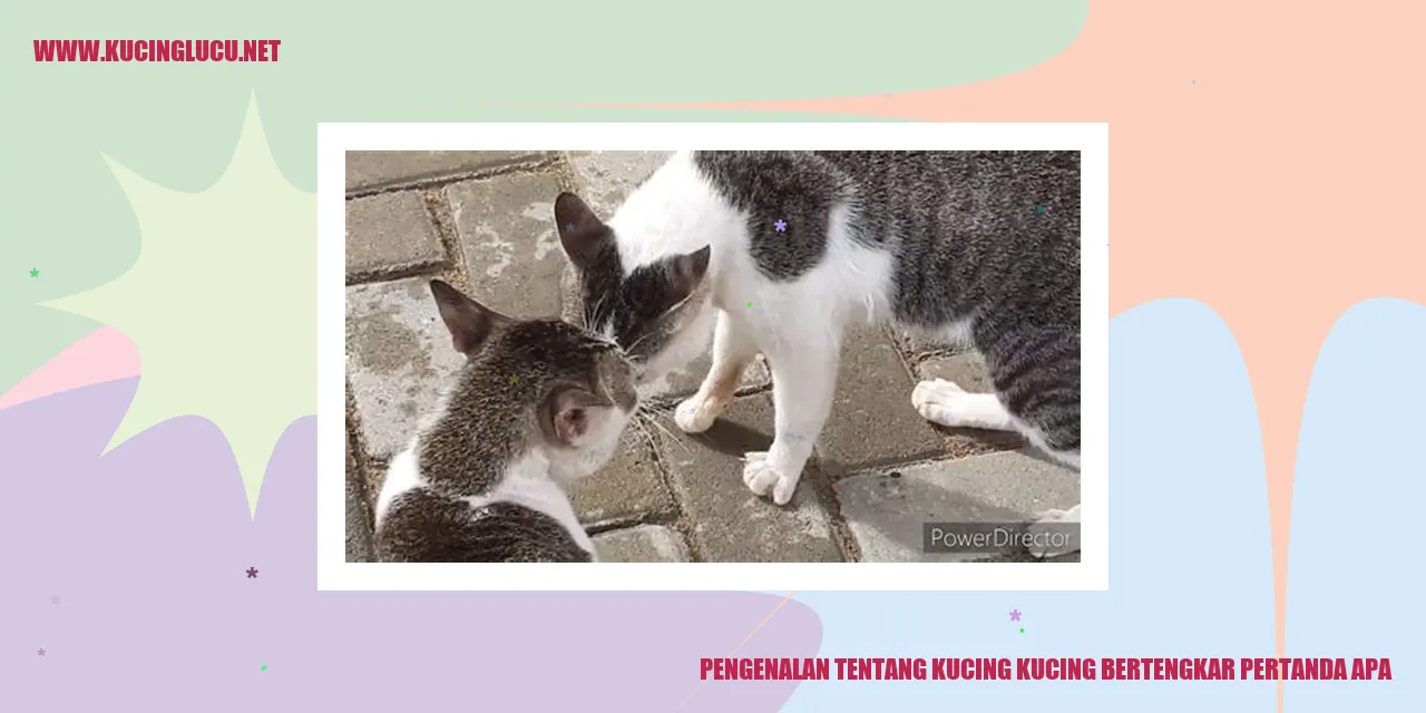 Gambar Illustrasi Kucing sedang bertengkar