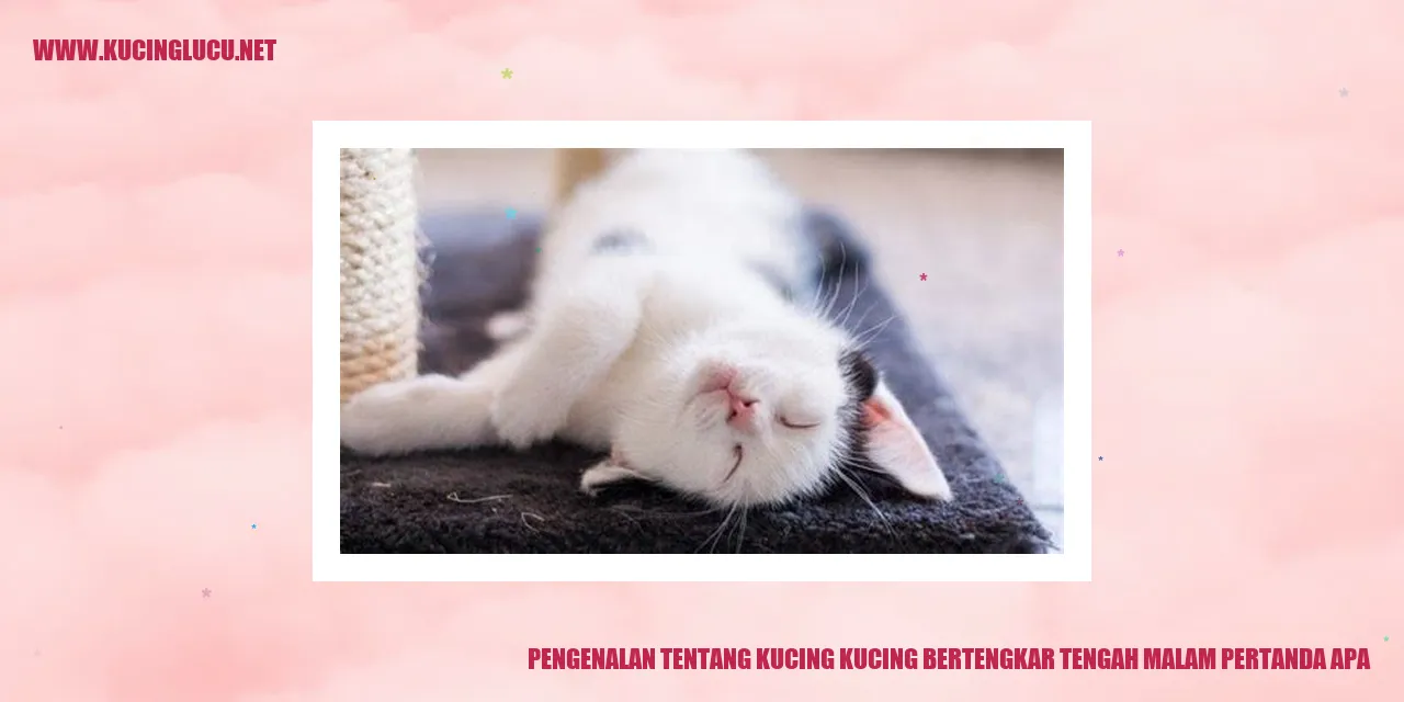 gambar kucing bertengkar tengah malam