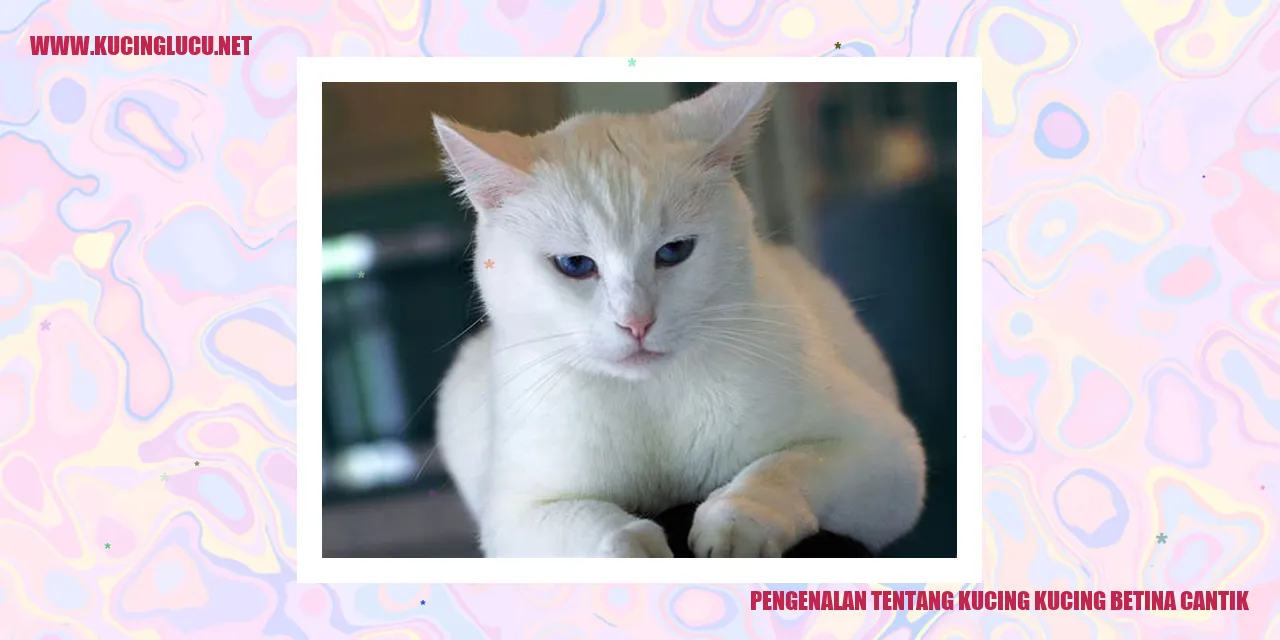 Kucing betina yang menawan