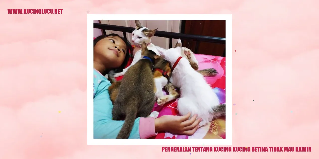 Gambar Kucing Betina
