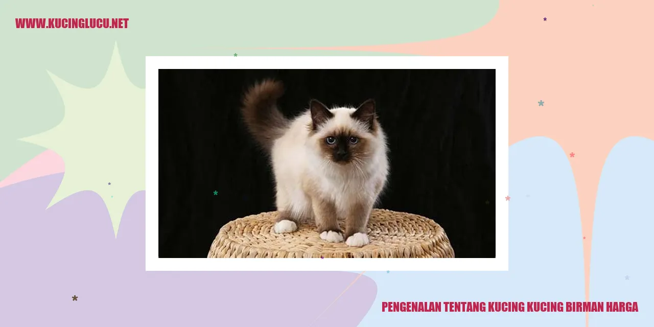 Kucing Birman