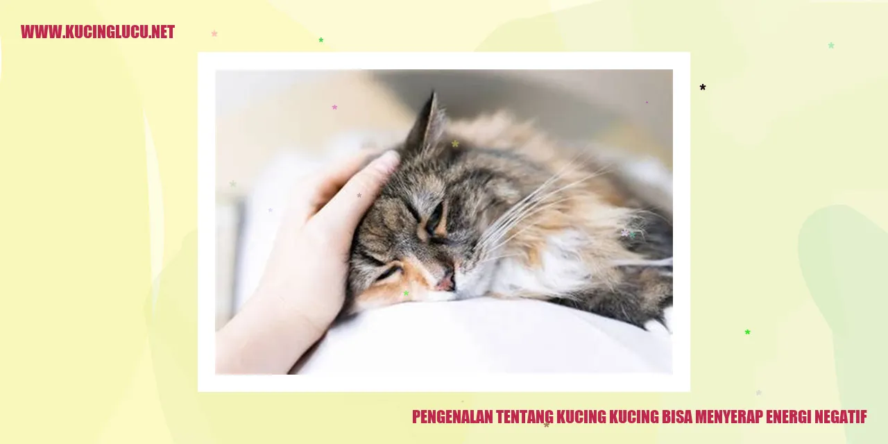 Kucing Menyerap Energi Negatif
