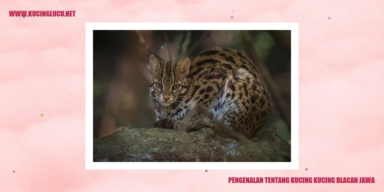 Kucing Blacan Jawa