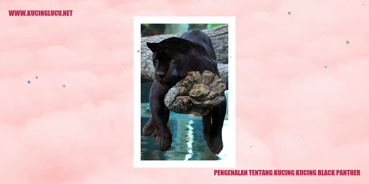 Kucing Black Panther