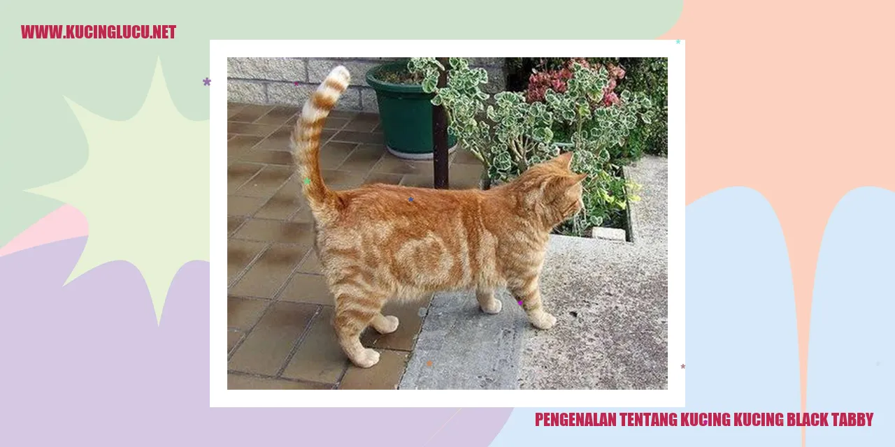 Kucing black tabby