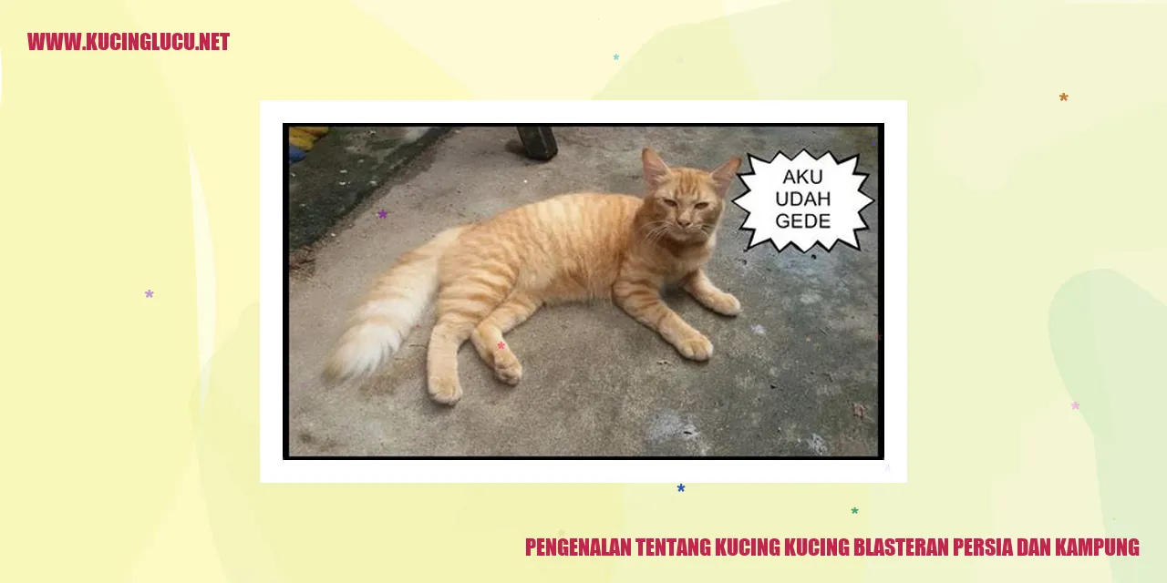 Gambar Kucing Blasteran Persia dan Kampung