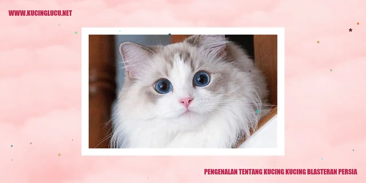 Gambar Kucing Blasteran Persia