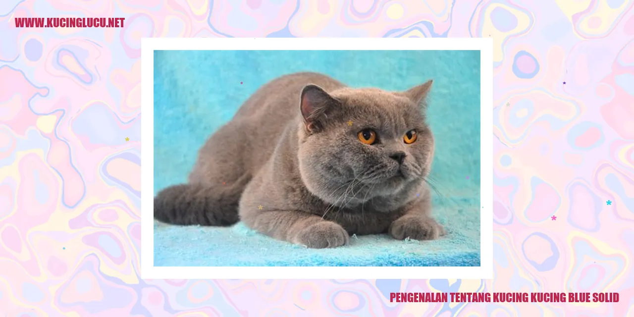 Kucing Blue Solid