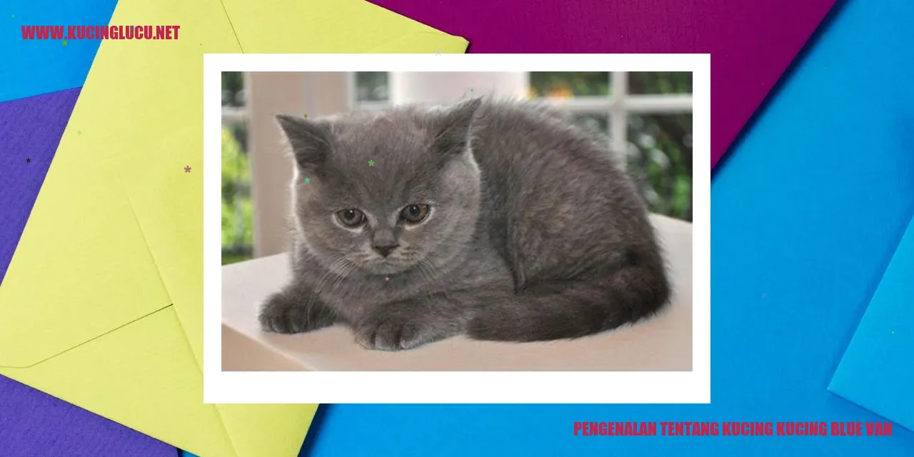 Kucing Blue Van