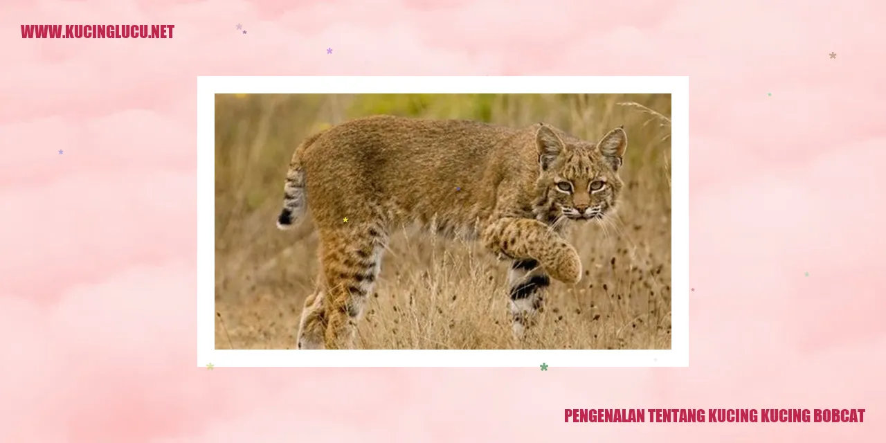 Kucing Bobcat
