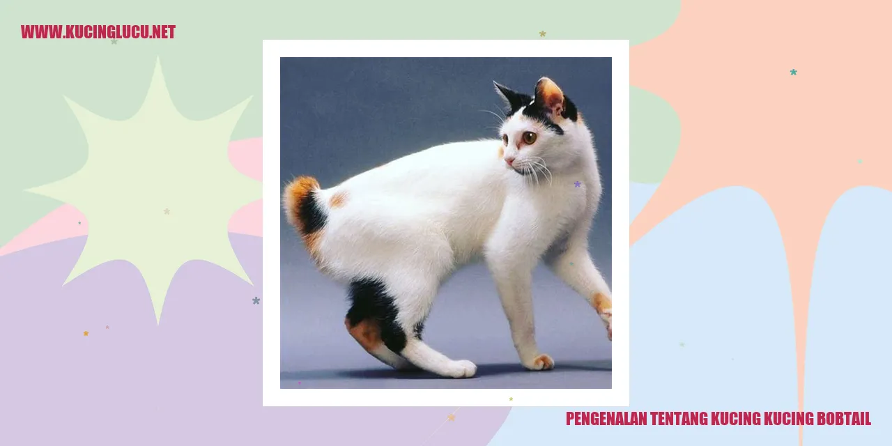 Kucing Bobtail