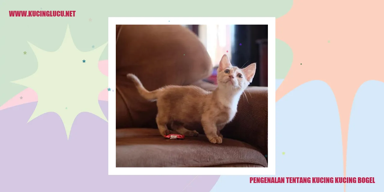 Kucing Sphynx