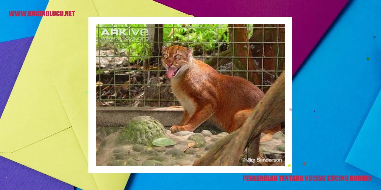 Gambar Kucing-kucing Borneo