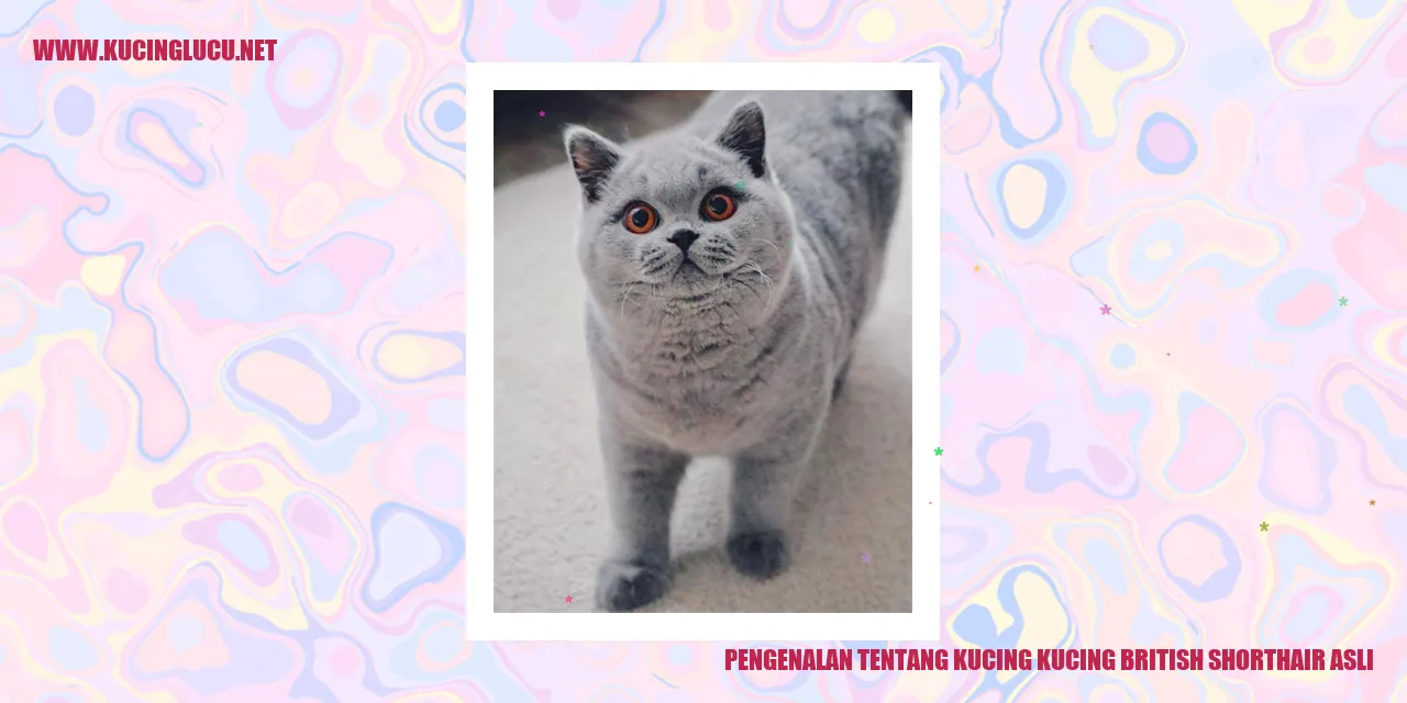 Kucing British Shorthair Asli