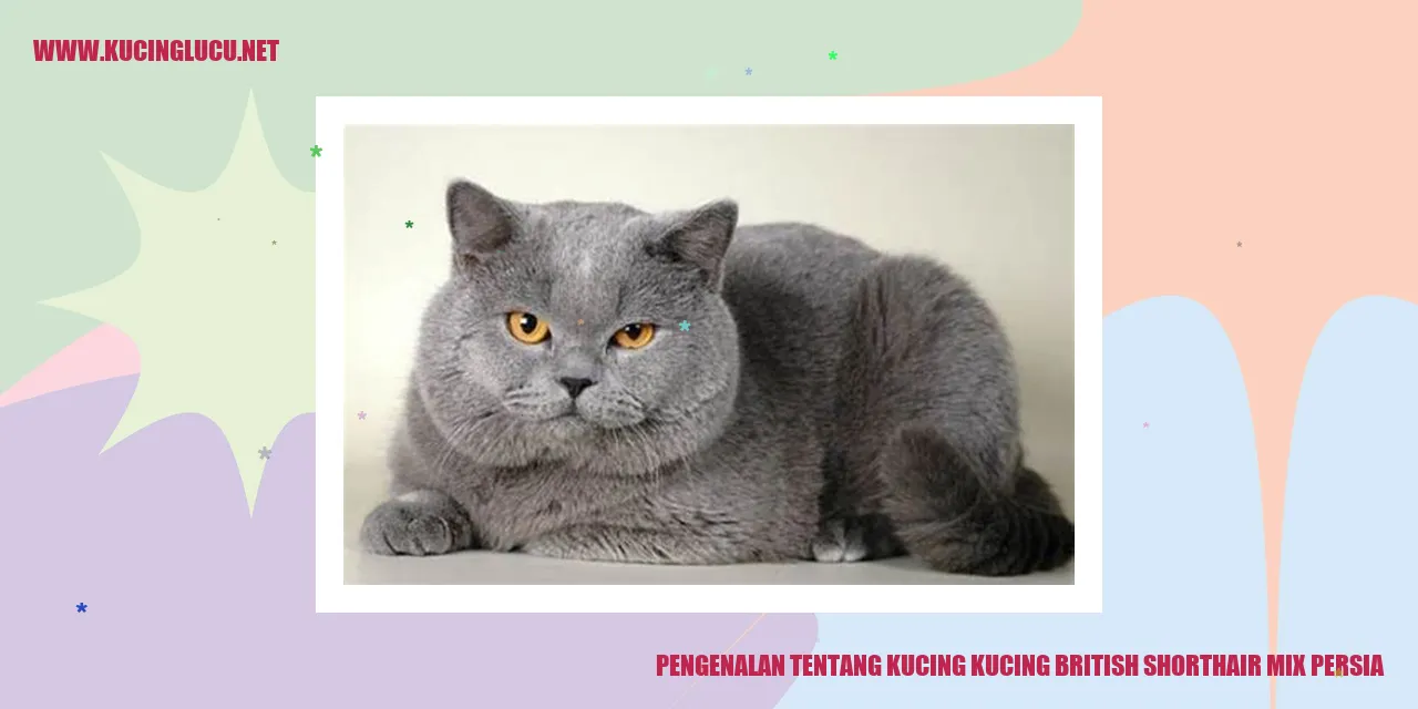 Kucing British Shorthair Mix Persia