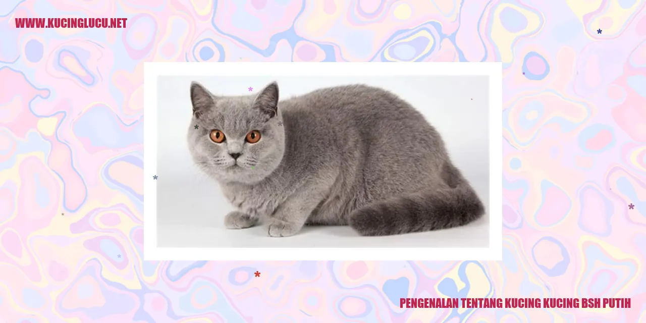 Kucing British Shorthair Putih