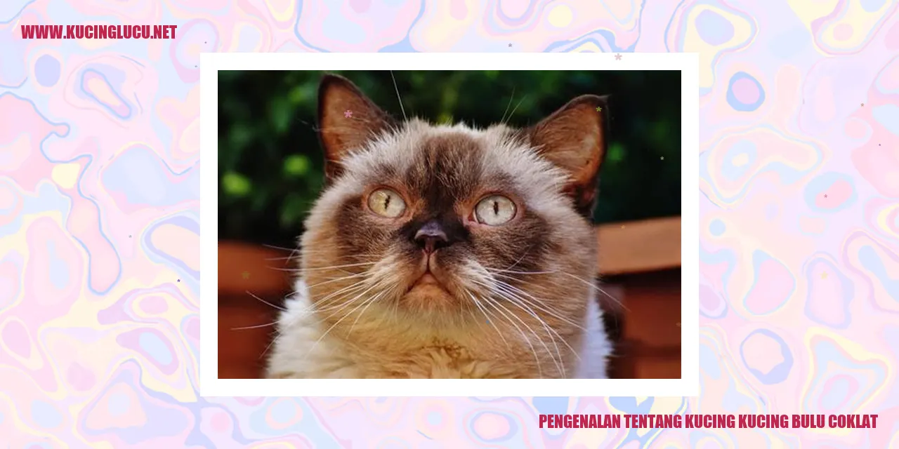 Kucing Bulu Coklat