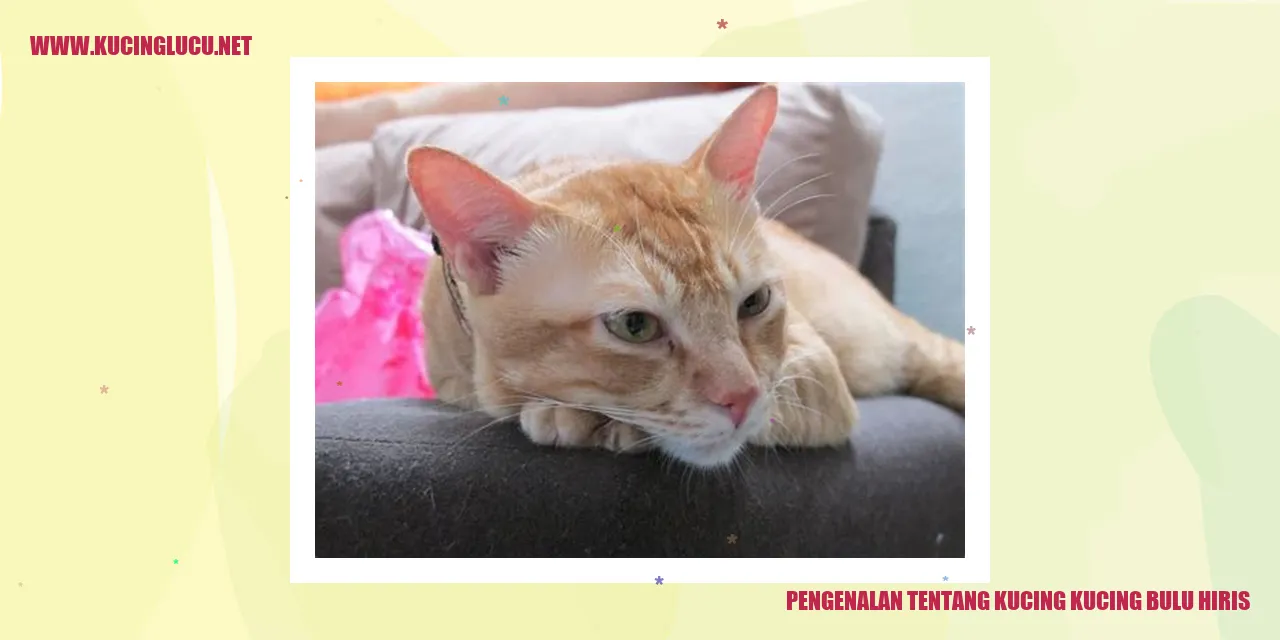 Kucing Hiris