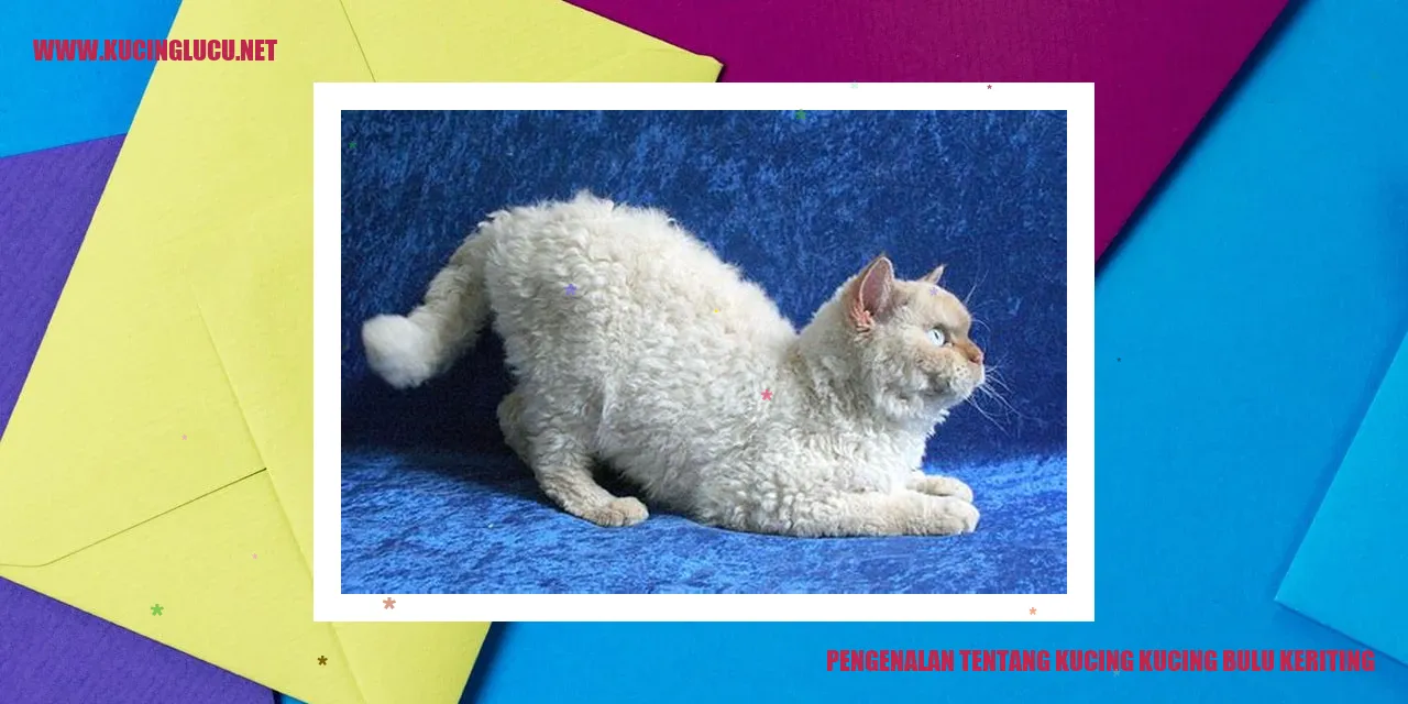 Foto Kucing Bulu Keriting