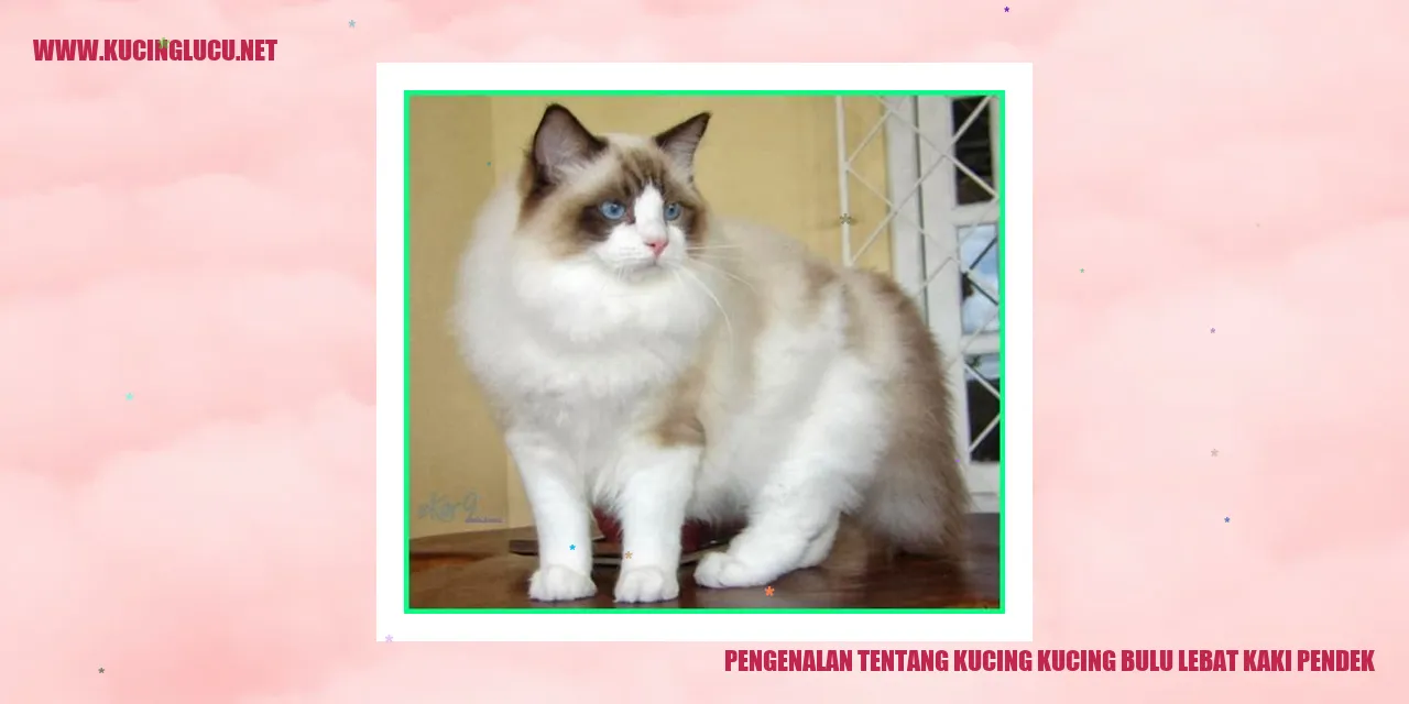 Kucing Bulu Lebat Kaki Pendek