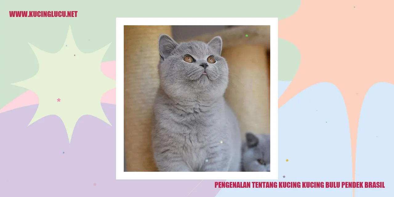 Gambar Kucing Bulu Pendek Brasil